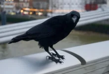 black crows livein oklahoma city